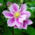light purple pink flower of clematis piilu