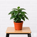 Coffee Arabica indoor plant on a stool