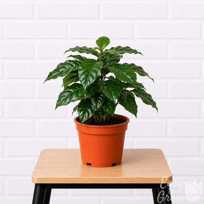 Coffee Arabica indoor plant on a stool
