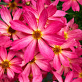 pink coreopsis up close