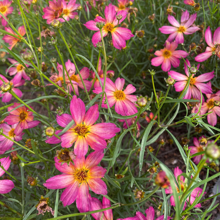 coreopsis sensation up close