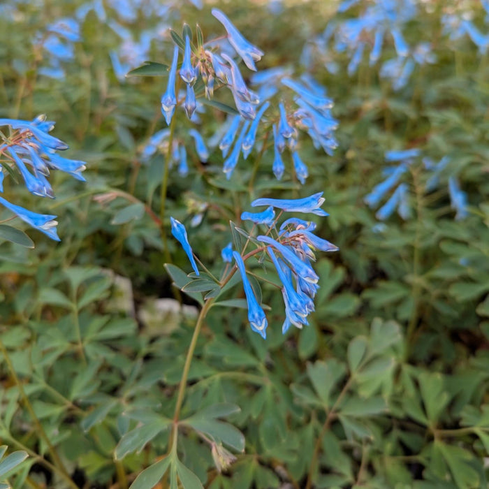 group of blue corydalis flowers