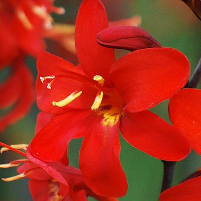 Scarlet red Crocosmia Erika