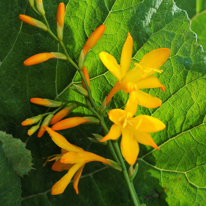 The golden yellow "George Davison" Crocosmia