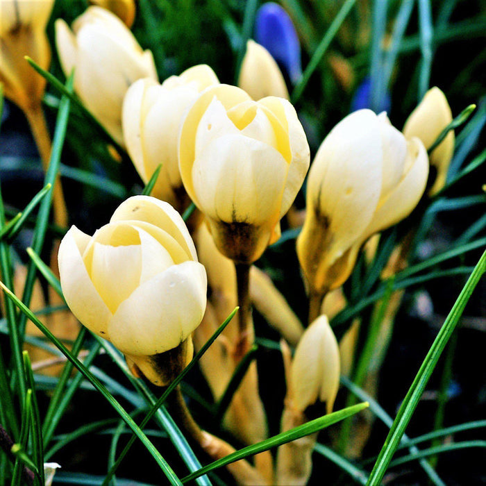 Planted Crocus Chrysanthus Cream Beauties