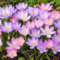 mixed crocus blooming in pastel hues