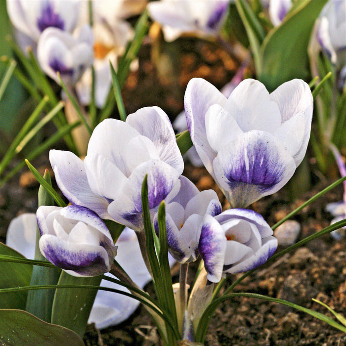 Blooming Crocus Chrysanthus Prins Claus