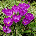 Crocus Ruby Giant Flower Bulbs
