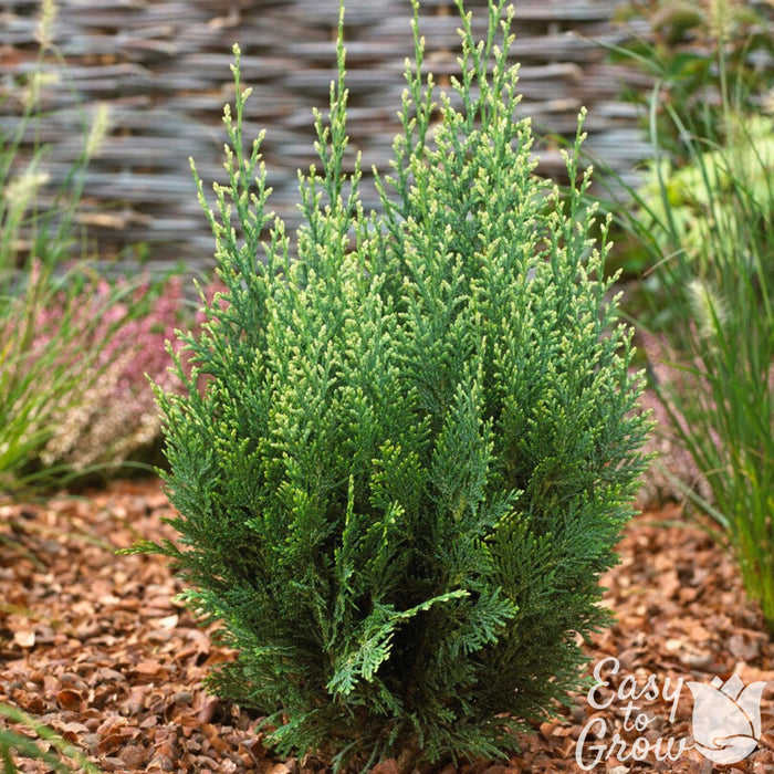 green cypress
