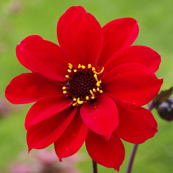 Scarlet red bloom of dark leaf Dahlia Bishop of Llandaff