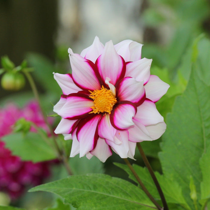 Dahlia Edge of Joy purple and white flower