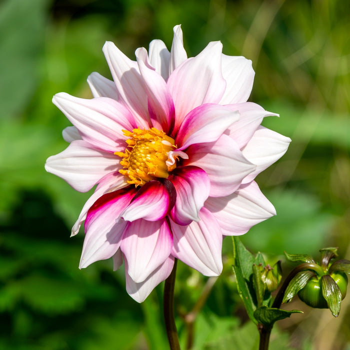 Dahlia Edge of Joy purple and white flower in afternoon sun