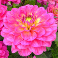 Bright pink dahlia flower