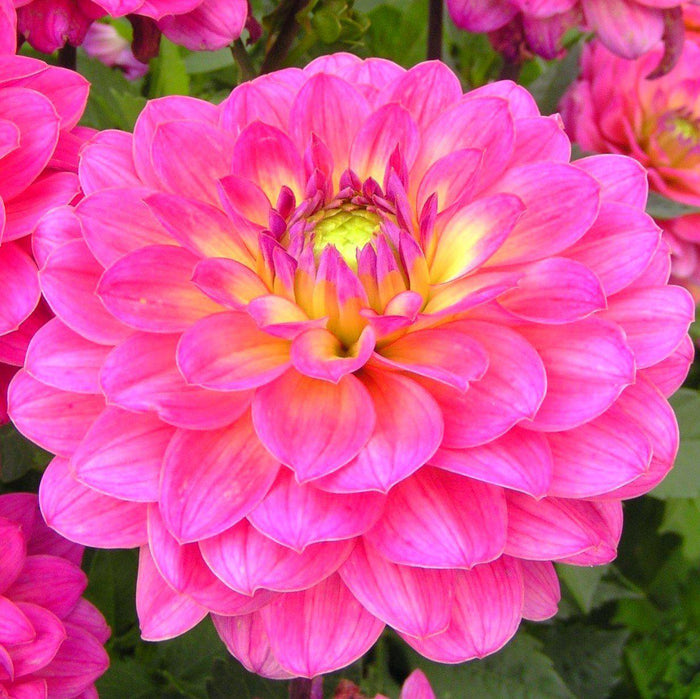 Bright pink dahlia flower