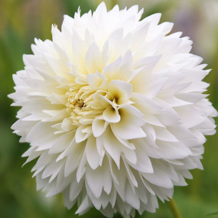 White & Pink Myama Fubuki Dahlia