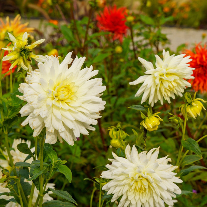 Dahlia Fubuki Myama blooms in the garden