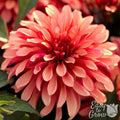 Orange & Coral Dahlia Gallery Art Deco