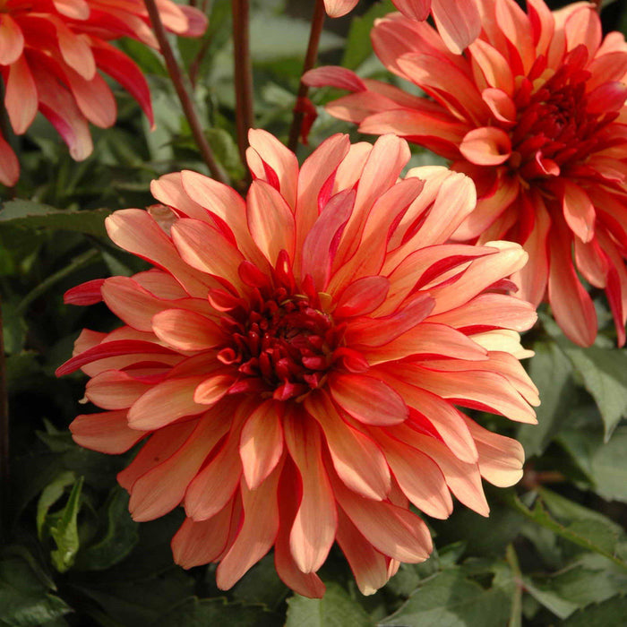 Gallery Art Deco Dahlias in bloom