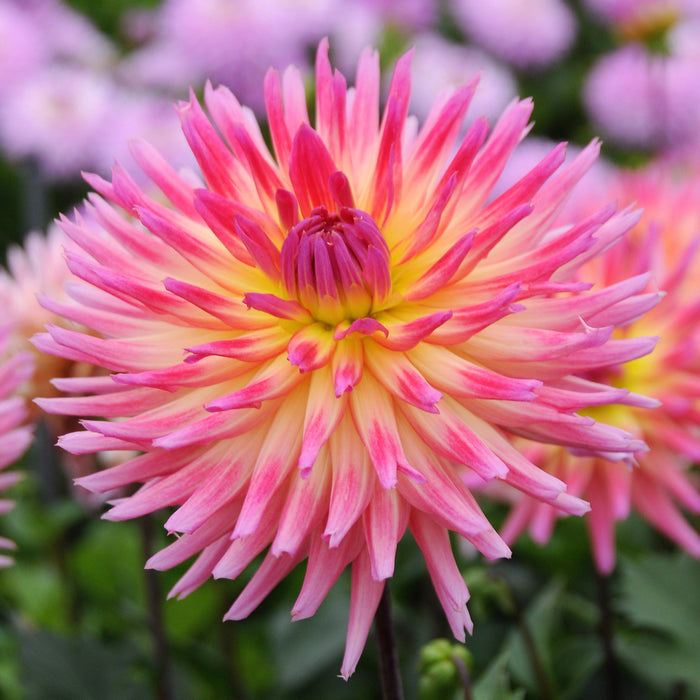 Karma Sangria Salmon Rose & Yellow Dahlia