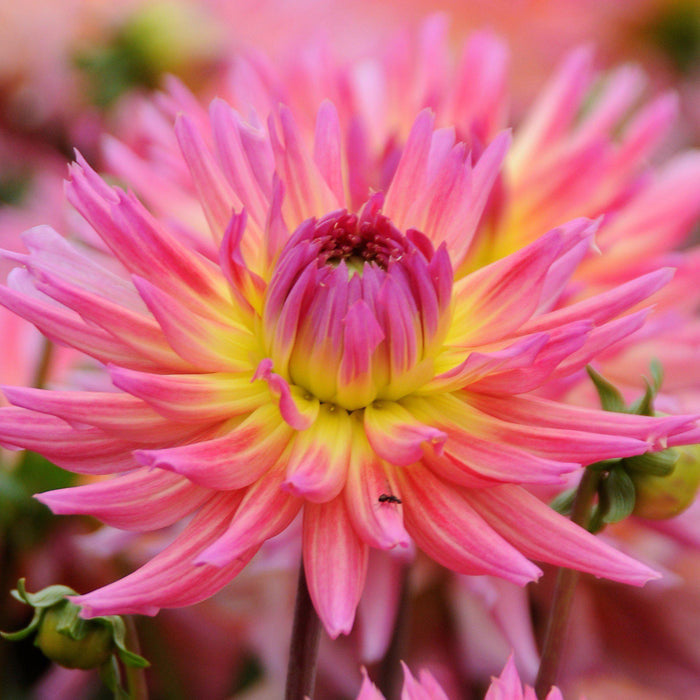 Karma Sangria Dahlia Close Up Bloom