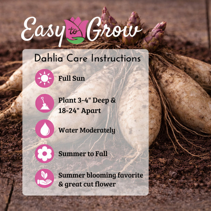 Dahlia planting and care instructions
