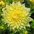 Full close up Kelvin Floodlight Dahlia