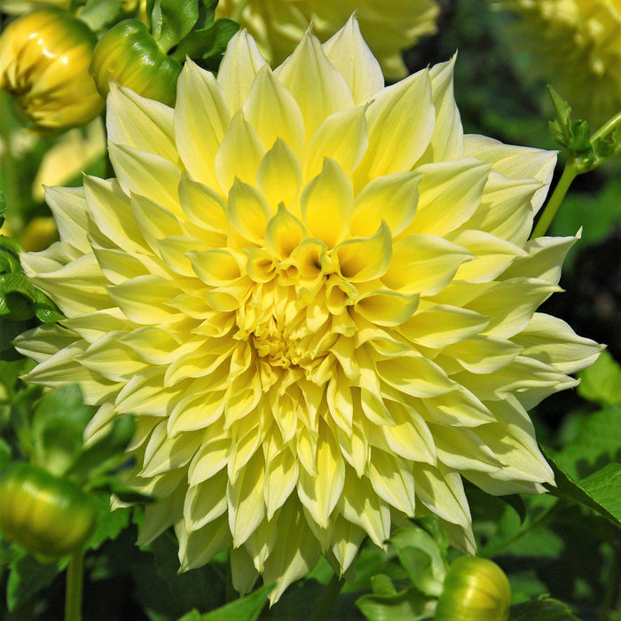 Full close up Kelvin Floodlight Dahlia