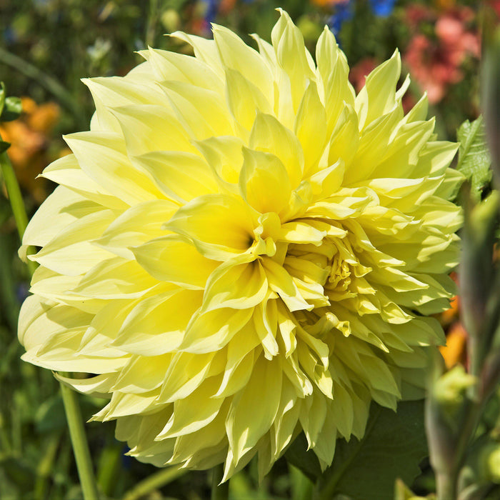 Kelvin Floodlight Dahlia Bloom