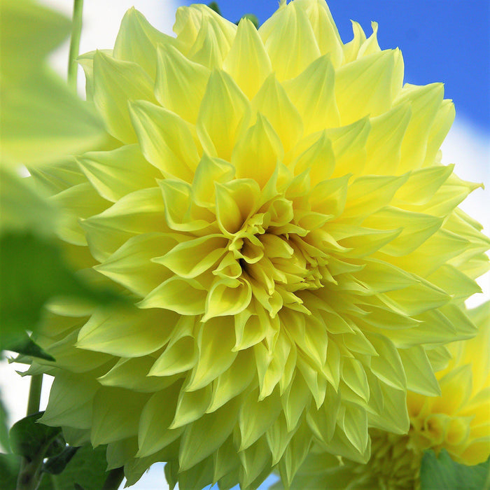 Yellow Kelvin Floodlight Dahlia
