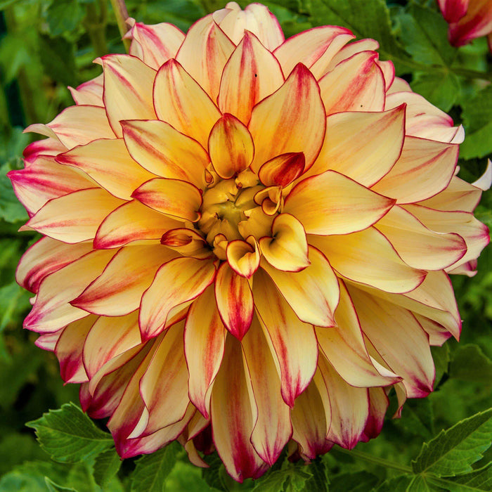 Lady Darlene Dahlia Bloom
