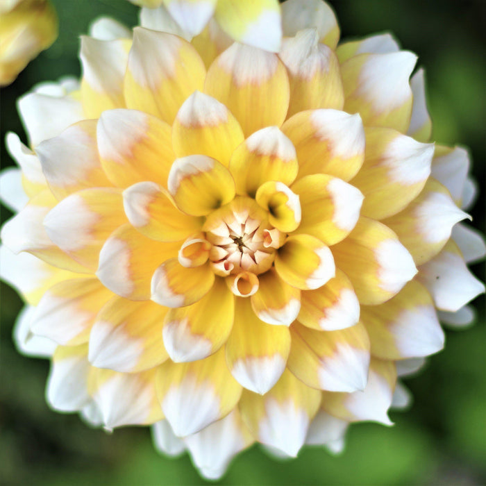 yellow and white dahlia
