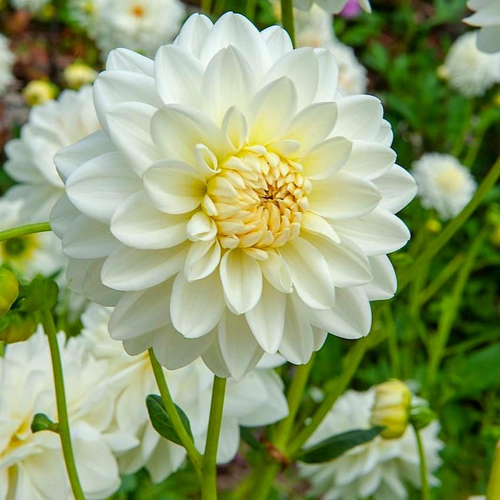 snow country dahlia bloom