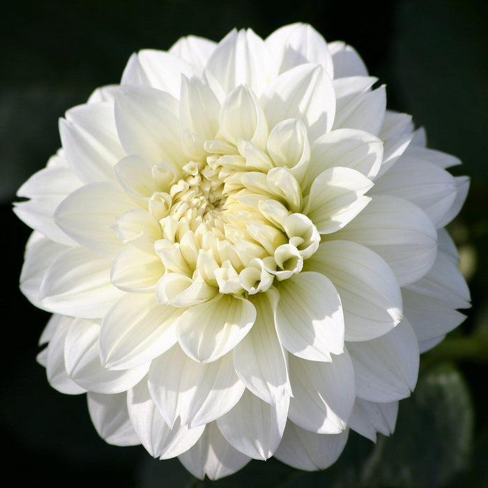 white dahlia bloom