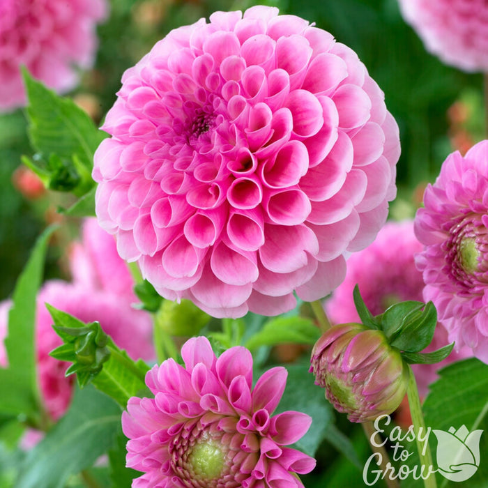 pink dahlia novelty ball shape blooms of stolze von berlin