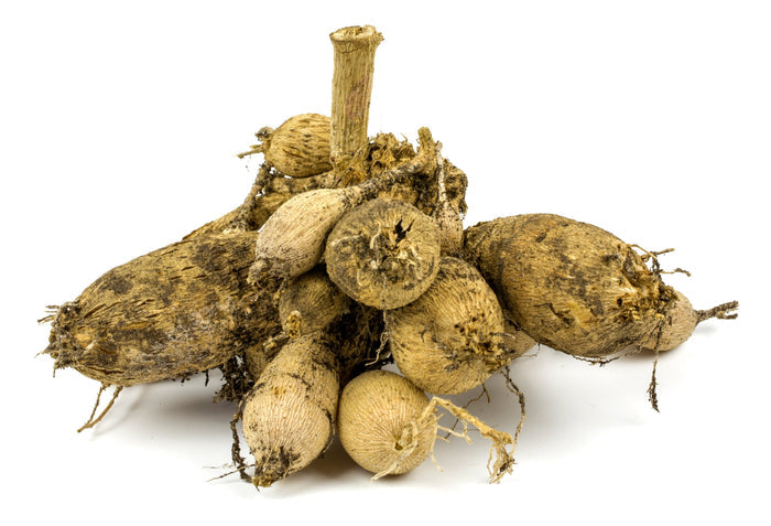 Dahlia Tuber Clump