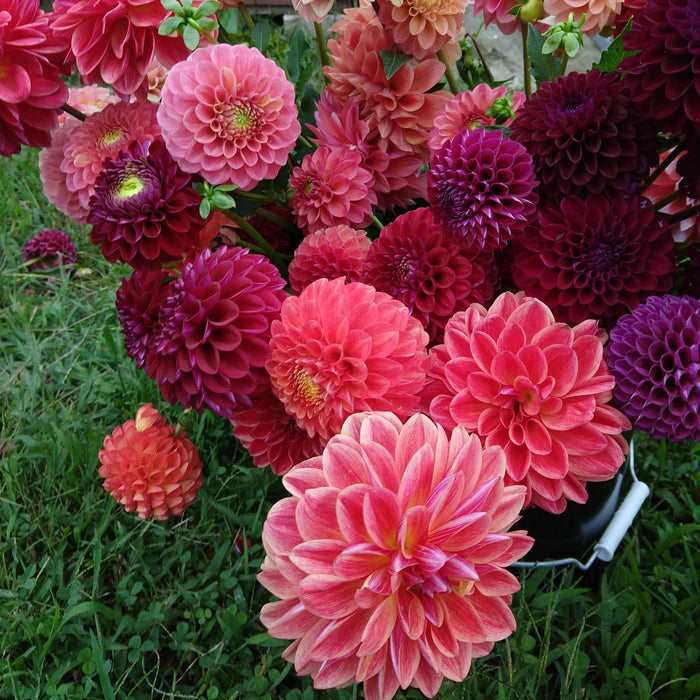 a mix of red, pink and purple dahlias