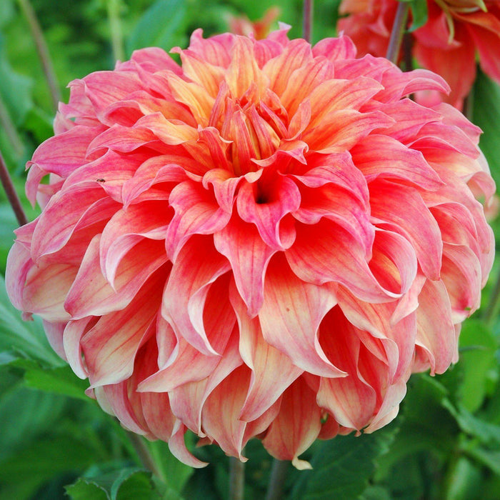Wyn’s Moonlight Sonata Dahlia