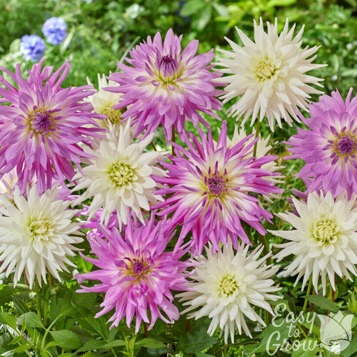 Dahlia Living in Harmony quilled pink and white blooms in the garden