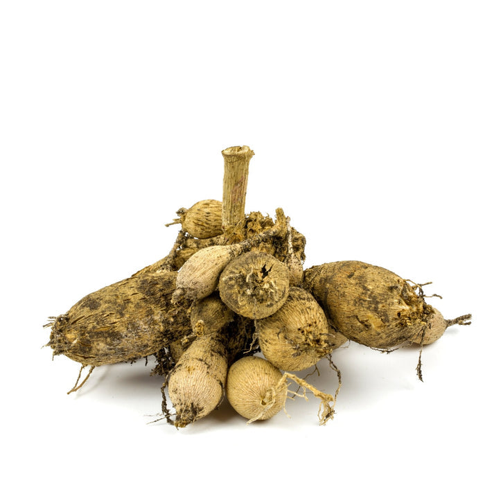 Dahlia clump of tubers and crown