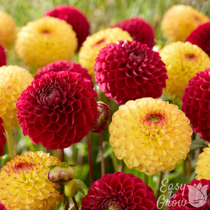 Dahlia Sunset Blaze Mix red and yellow blooms in the garden