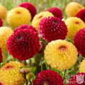 Dahlia Sunset Blaze Mix red and yellow blooms in the garden