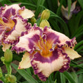 Hanalei Bay daylily blooms feature creamy yellow petals with purple ruffled edged and eye