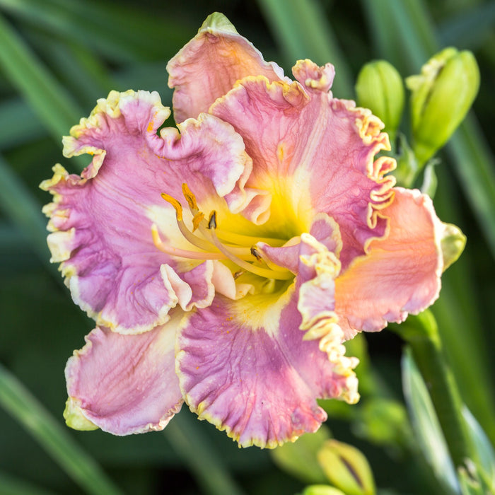 Daylily - Lavender Tutu