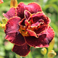 daylily night embers flower