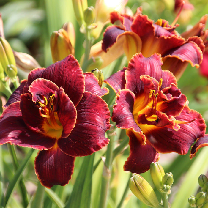daylily night embers flower