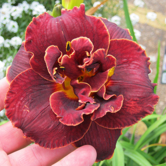 daylily night embers flower
