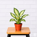Dieffenbachia Camille houseplant in a grower pot on a stool