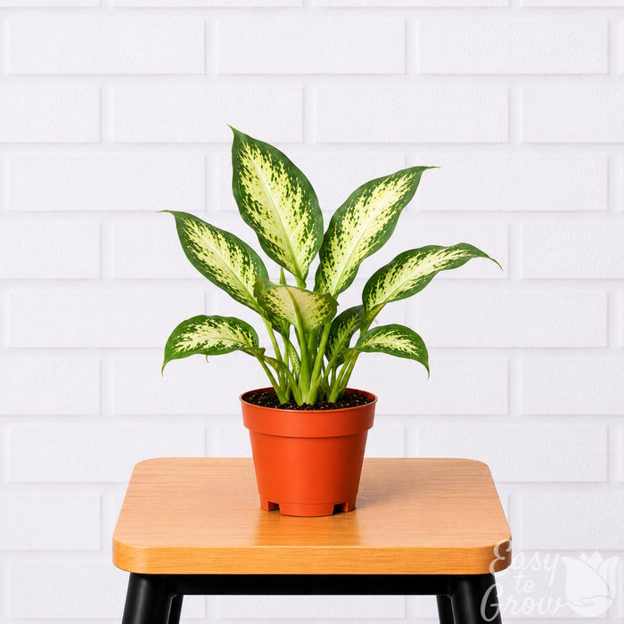 Dieffenbachia Camille houseplant in a grower pot on a stool