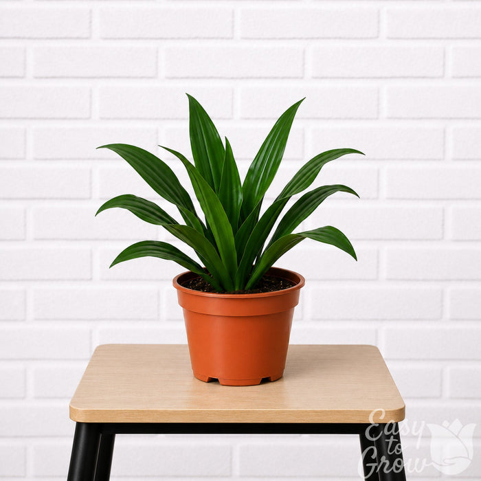 Dracaena Janet Craig houseplant