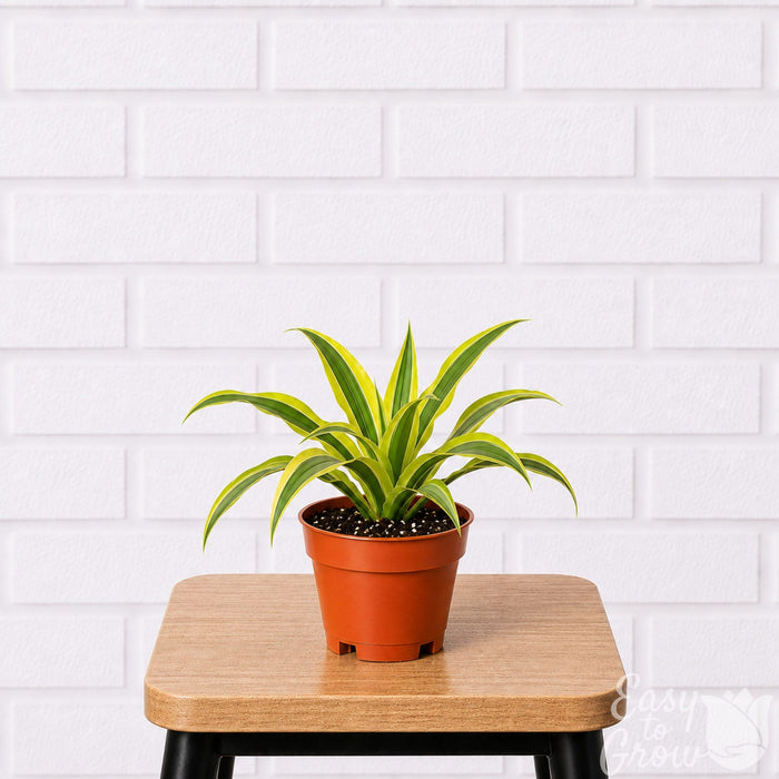 Dracaena Lemon Lime houseplant in grower pot on a stool